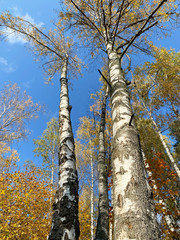 Fototapeta premium Moscow region, Balashikha. Birch in the Park 