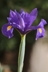 flowers from my garden and balcony