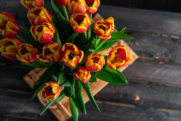 orange colour tulips, dark background, spring gift