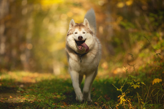 Image of crazy and happy dog breed Siberian husky running on the path in the bright golden autumn forest in backlight