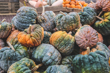 Colorful Black Futsu  squashes. The picture was taken on a farmer's market in Beelitz, Germany