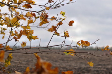 autumn leaves on tree