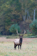 A young Bull Elk standing in a field.