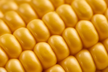  Grains of ripe corn beetween green leafes, closeup