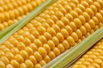  Grains of ripe corn beetween green leafes, closeup