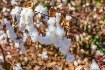Ripe white cotton