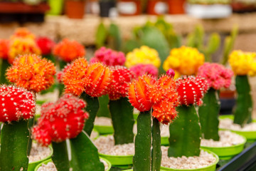 Blossiming decorative red and yellow cactuses © Vladimir Liverts