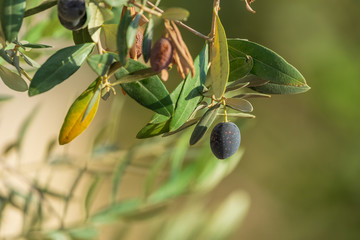 Black ripe olive
