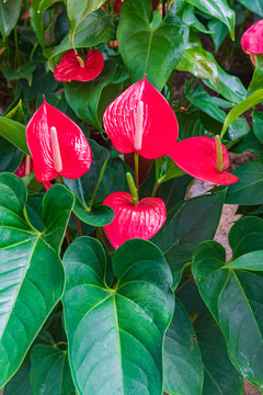 Group of bright red anthurium flowers