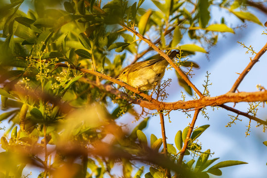 Asian Desert Warbler Sitting On A Tree