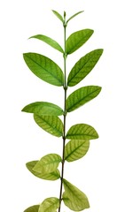 Fototapeta na wymiar Green leaves on a white background.Pud Pichaya is a plant in the genus Mok. From Sri Lanka.Wrigthia antidysenterica.