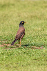 Mynah stands on grass