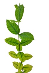 Green leaves on a white background.Pud Pichaya is a plant in the genus Mok. From Sri Lanka.Wrigthia antidysenterica.