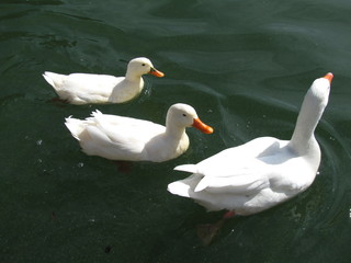 Patos Mexicanos en lago de Puebla