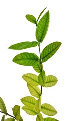 Fototapeta na wymiar Green leaves on a white background.Pud Pichaya is a plant in the genus Mok. From Sri Lanka.Wrigthia antidysenterica.