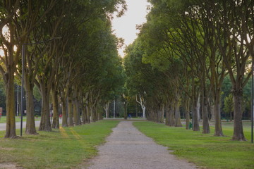 Alley: a beautiful path with tall trees on both sides, evening sun slightly breaks through the trees