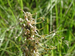 Spadix of Himantoglossum hircinum orchid spotted on meadow in Germany