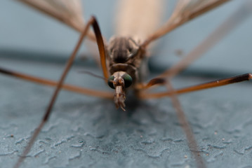 Still crane fly