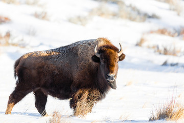 YELLOWSTONE, USA American bison (bison bison) in snow. © Dave