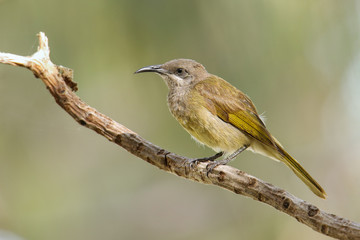 Grey-eared honeyeater sitting on a tree branch