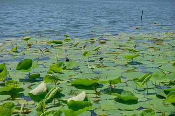 Many bright leaves from water lilies and water lilies on the blue water of the lake, bright day