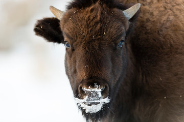 YELLOWSTONE, USA American bison (bison bison) in snow.