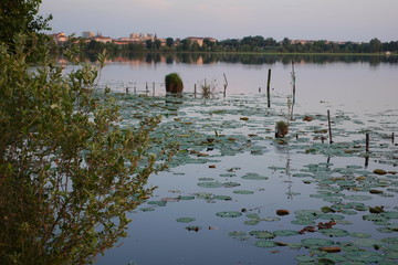 A small pond with leaves, evening, in the distance the European city of Mantova, northern Italy
