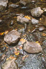 autumn leaves in water