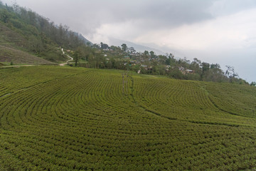 Fototapeta na wymiar Temi Tea Estate,Sikkim,India