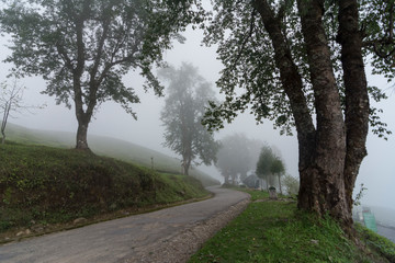 Temi Tea Estate,Sikkim,India