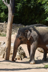 Naklejka premium Asiatischer Elefant