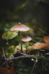 Mushrooms with blurred background