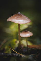Mushrooms blurred background