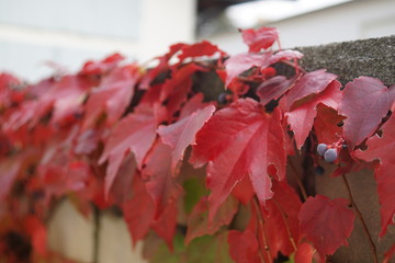 Naklejka na ściany i meble rote Blätter auf einer großen Mauer,Blätter Begrünung