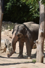 Naklejka premium Asiatischer Elefant