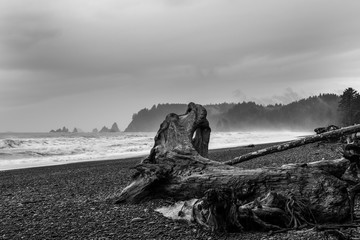 Old log on the shore. Black and white gloomy view.