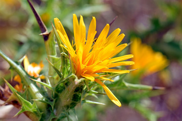 Spanische Golddistel (Scolymus hispanicus) - common golden thistle / Spanish oyster thistle