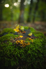 Mushroom on moss stump with blurred background