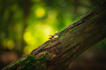 Mushrooms on a stump with blurred background