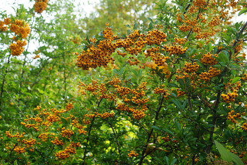  equinox fall harvest season autumnal equinox Indian summer back end harvesting picking reaping collecting crop garnering ingathering culling gathering gleaning harvest-time by-product cropping fruita