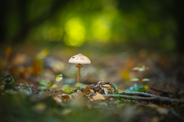 Single Parasol mushroom in front of a blurred background