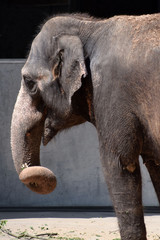 Fototapeta premium Asiatischer Elefant