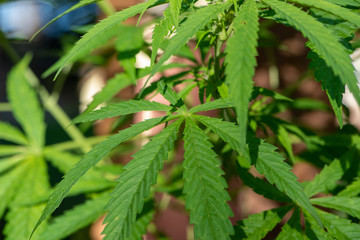 Detail of a marijuana plant