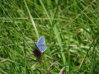 Adonis blue butterfly spotted on cow-wheat blossom