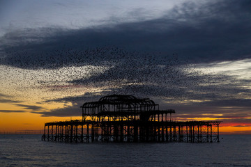 Spectacular starling mumuration at sunset