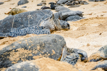 Turtles at sleep