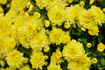Beautiful autumn chrysanthemum flowers. Park, nature.