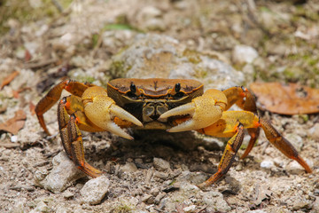 Ghost crab sitting on the ground, New Caledonia.