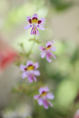Orchids boom seen near Gangtok,Sikkim,India