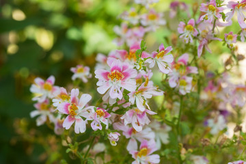 Orchids boom seen near Gangtok,Sikkim,India
